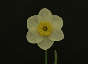 BEST BLOOM DIV 3 AND BEST BLOOM IN SHOW  WAS  MOON SHADOW SHOWN BY IAN JOHNSON